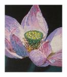 DH3680 - Lotus
