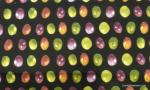 Bird Egg Glass Eggs Illustrated Avian Print Cotton Fabric Quilt Fabric AB0094
