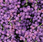 0107-01 RC Farmers Market III