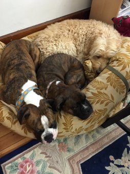 Cooper, Ahni, and Apollo